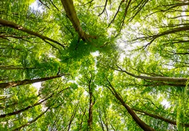 Alberi che compensano della CO² emessa